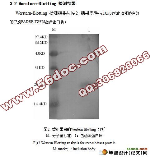 ͨøTϸλPADRE- תβ1TGFβ1ںϵ׵ԭ˱ＰWestern-blotting